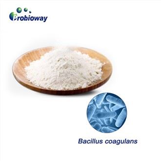 Висока стабилност Bacillus Coagulans