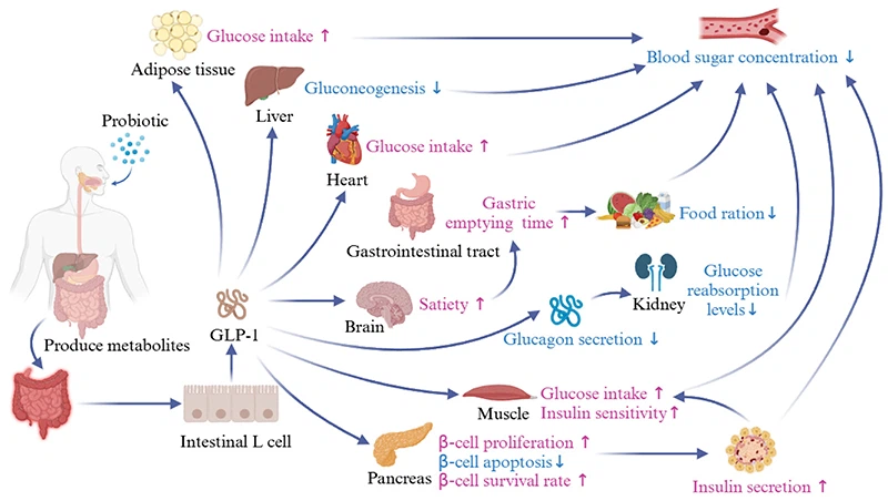 Glucose Control Probiotics Glucose Control Probiotics